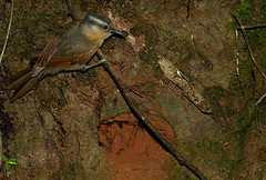 Philydor lichtensteini