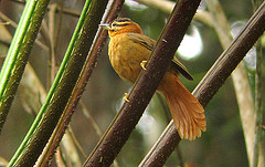 Philydor atricapillus