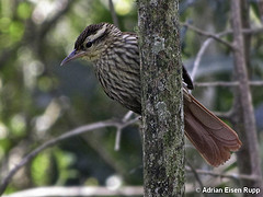 Cichlocolaptes leucophrus