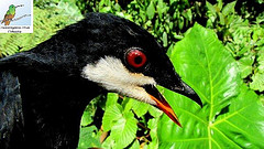 Thripadectes ignobilis