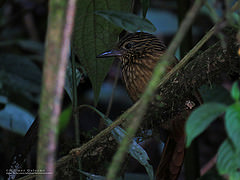 Thripadectes holostictus