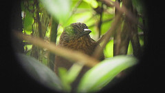 Thripadectes virgaticeps