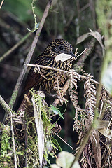 Thripadectes flammulatus