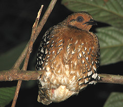 Arborophila cambodiana