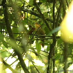 Automolus ochrolaemus