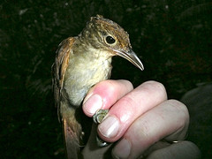 Automolus infuscatus