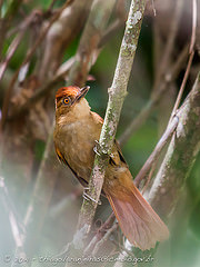 Automolus rufipileatus