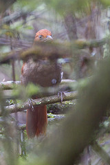 Hylocryptus erythrocephalus