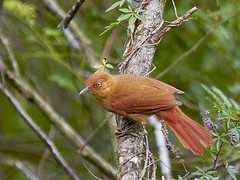 Hylocryptus rectirostris