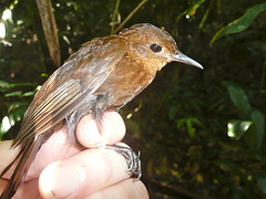 Sclerurus rufigularis