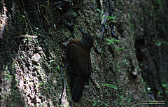 Sclerurus albigularis