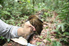 Sclerurus caudacutus