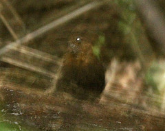 Sclerurus guatemalensis
