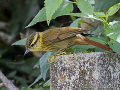 Heliobletus contaminatus
