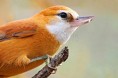 Megaxenops parnaguae