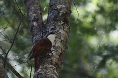 Pygarrhichas albogularis