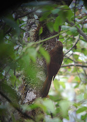 Dendrocincla tyrannina