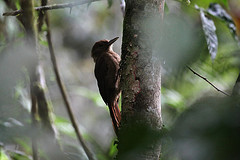 Dendrocincla fuliginosa