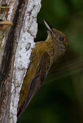 Dendrocincla turdina