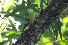 Sittasomus griseicapillus