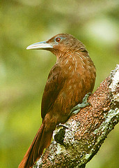 Dendrexetastes rufigula