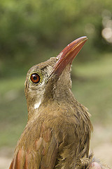 Hylexetastes perrotii