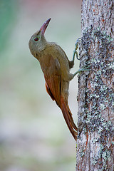 Hylexetastes brigidai