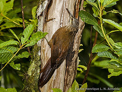 Xiphocolaptes albicollis