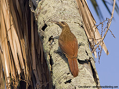 Xiphocolaptes falcirostris