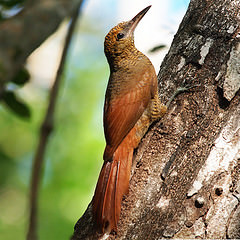 Dendrocolaptes sanctithomae