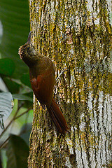 Dendrocolaptes certhia