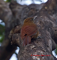 Dendrocolaptes picumnus