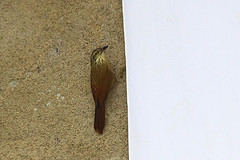 Dendrocolaptes platyrostris