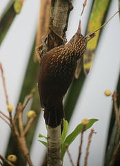 Xiphorhynchus obsoletus