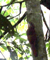 Xiphorhynchus chunchotambo