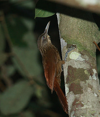 Xiphorhynchus elegans