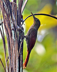 Xiphorhynchus pardalotus