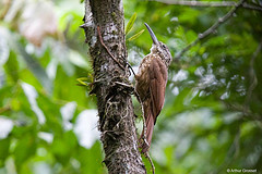 Xiphorhynchus guttatus