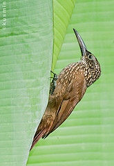 Xiphorhynchus susurrans