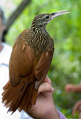 Xiphorhynchus flavigaster