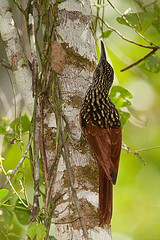 Xiphorhynchus lachrymosus