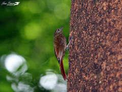 Xiphorhynchus erythropygius