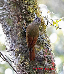 Xiphorhynchus triangularis