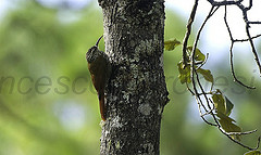 Lepidocolaptes leucogaster