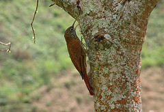 Lepidocolaptes souleyetii