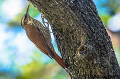 Lepidocolaptes angustirostris
