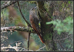 Lepidocolaptes affinis