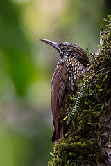 Lepidocolaptes lacrymiger