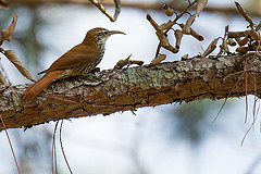 Lepidocolaptes squamatus