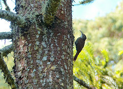 Lepidocolaptes falcinellus